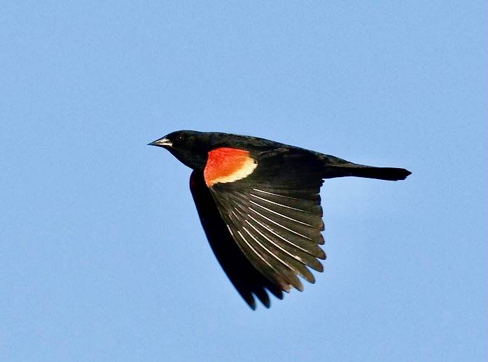 Red-winged Blackbird in Flight by Neil Mishler/USFWS Mountain Prairie is licensed under CC BY 2.0.